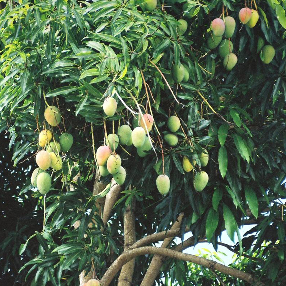 Mangifera indica (Mango)